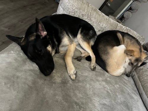 Photo of Louie and Luka, adoptable German Shepherd Dog in Baltimore, Maryland