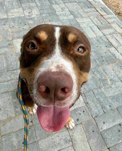 Photo of Wheely Whopper, adoptable dog in Atlanta, Georgia
