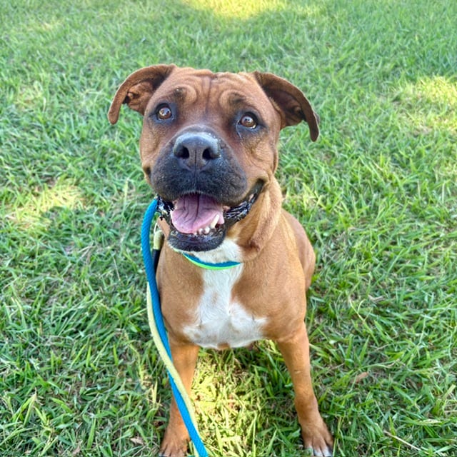 Photo of Brandy, adoptable dog