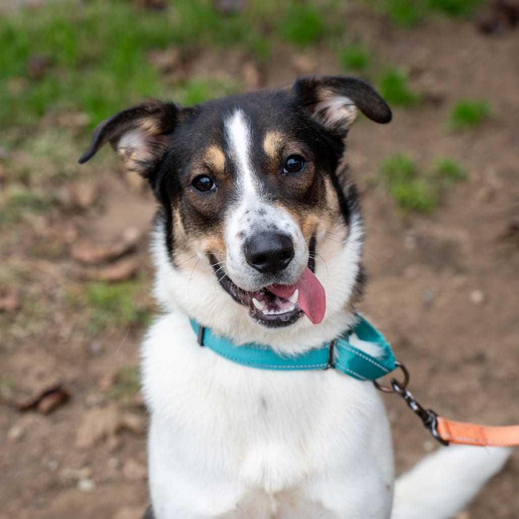 Photo of Annie, adoptable Shepherd, Australian / Mixed Breed (Large) in Springfield, Massachusetts
