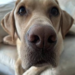 Photo of Ernie, adoptable Labrador Retriever in Wethersfield, Connecticut