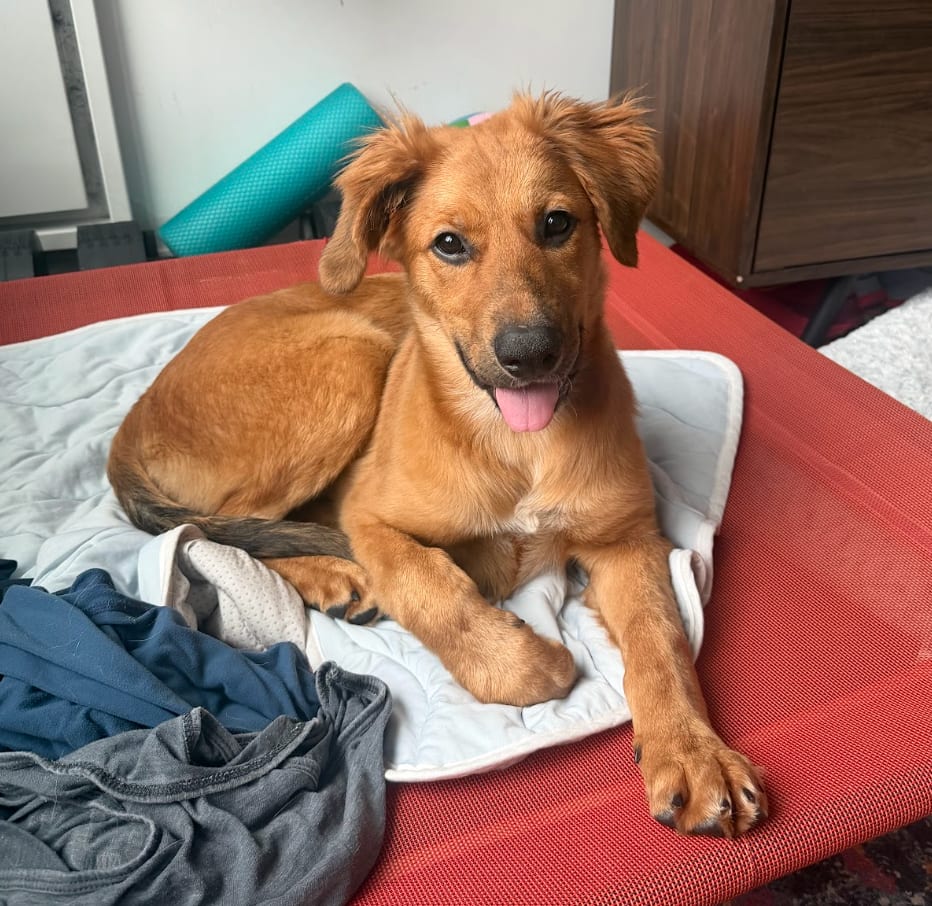 Photo of Samantha, adoptable Shepherds (All Types) in Brooklyn, New York