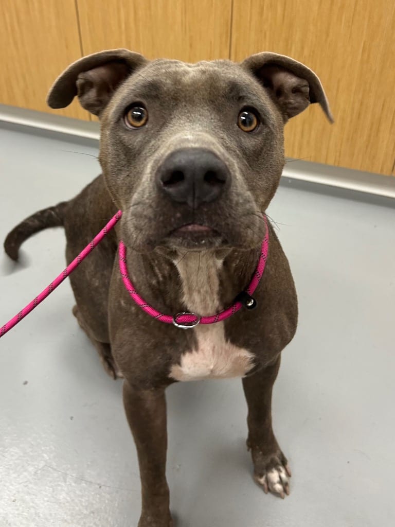 Photo of Butterfly, adoptable Pit Bull Terrier in Hartsville, South Carolina