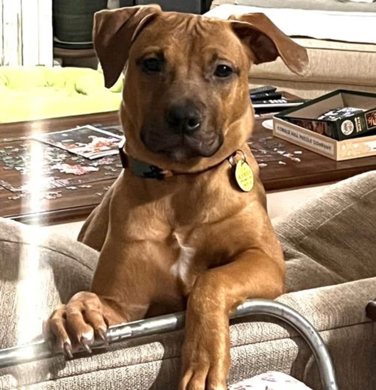 Photo of Josie, adoptable Labrador Retriever/Staffordshire Bull Terrier in Seattle, Washington