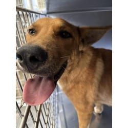 Photo of Bud, adoptable Shepherd (Unknown Type) in Jurupa Valley, California