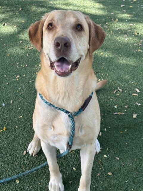 Photo of Rode, adoptable Labrador Retriever in Chatsworth, California