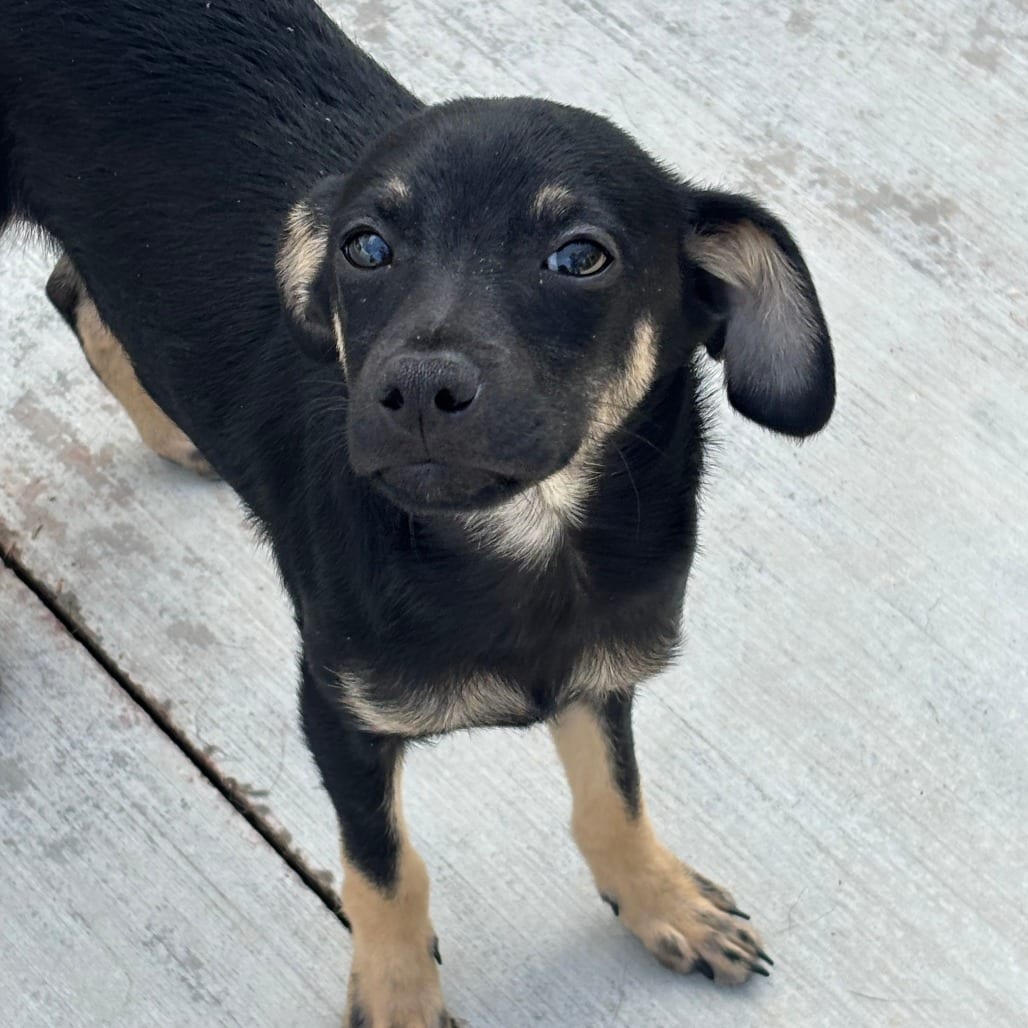 Photo of Ash, adoptable Mixed Breed (Small) in Medford, Oregon