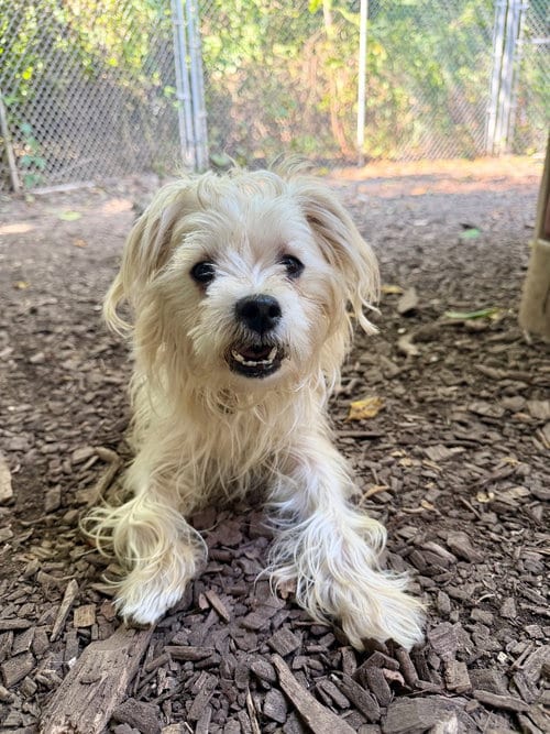 Photo of Almond, adoptable Maltese in Lawrenceville, New Jersey