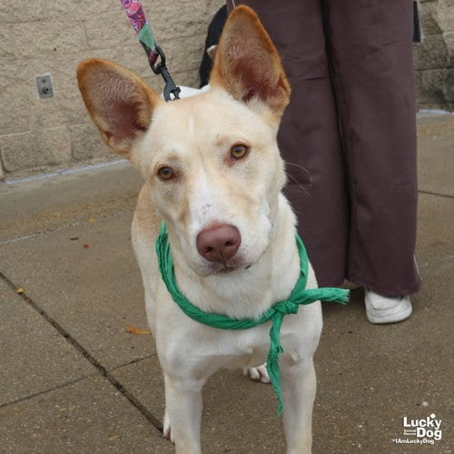Photo of Squeegee, adoptable Shepherd in Washington, District of Columbia