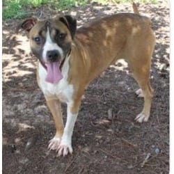 Photo of Olive, adoptable Boxer in Washington, District of Columbia