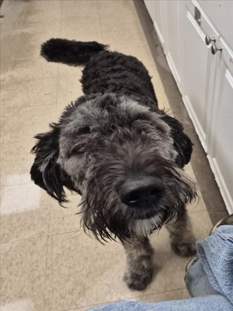Photo of Scarlett, adoptable Poodle (Standard) in Fort Collins, Colorado