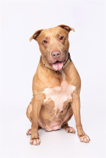 Photo of Rowan, adoptable American Pit Bull Terrier in Miami, Florida