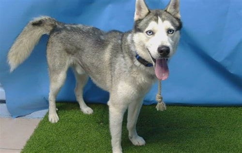 Photo of Rocket, adoptable Siberian Husky in Gardena, California