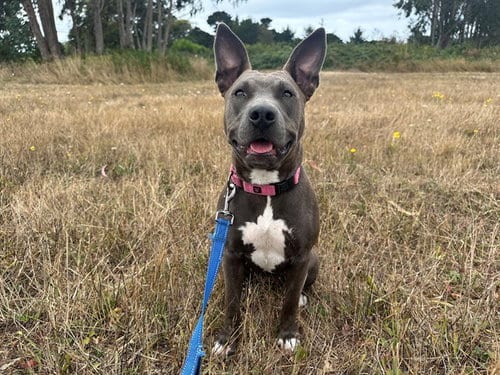 Photo of Pocket, adoptable Pit Bull Terrier in McKinleyville, California