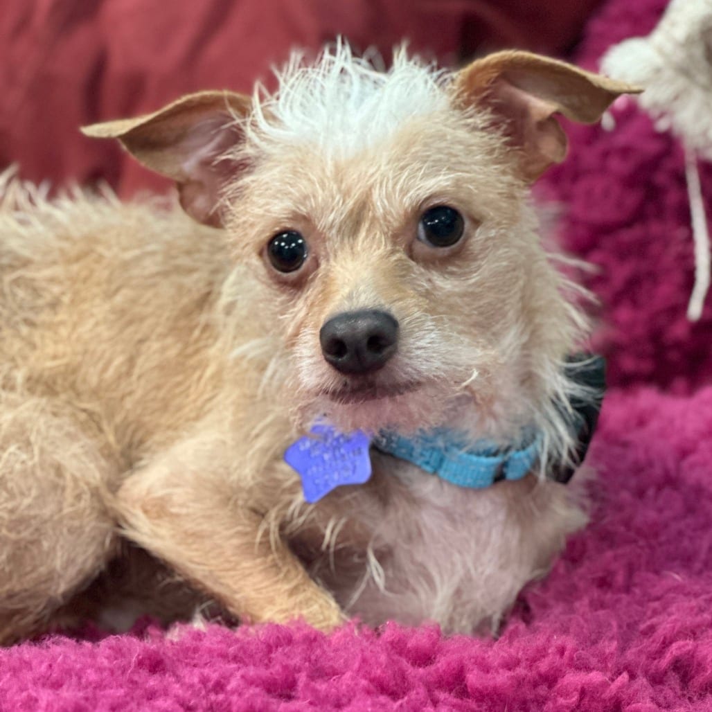 Photo of Almond, adoptable Terrier in San Francisco, California