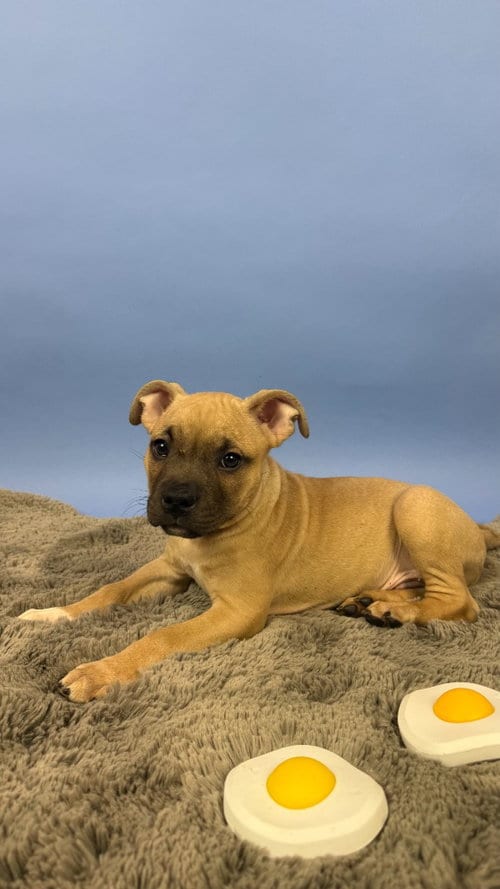Photo of Poached, adoptable Pit Bull Terrier in Phoenix, Arizona