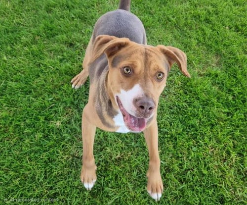Photo of Pretty Girl, adoptable Beagle in Albuquerque, New Mexico