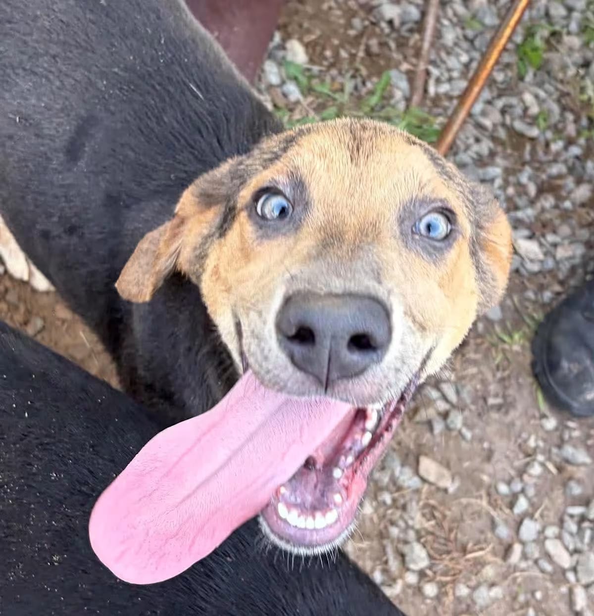 Photo of Ginger, adoptable Hound (Unknown Type)/Mixed Breed (Medium) in Allentown, Pennsylvania
