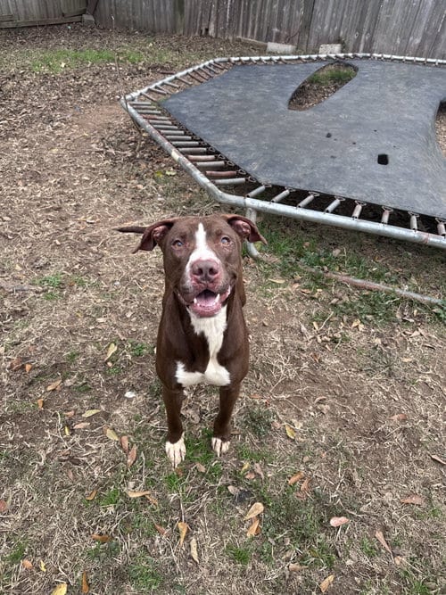 Photo of Jupiter, adoptable Labrador Retriever in Jackson, Mississippi