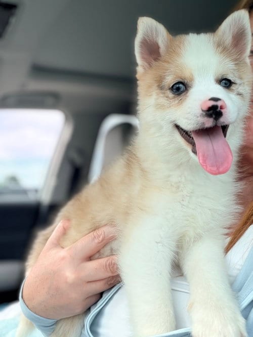 Photo of Murph, adoptable Pomeranian in Holly Springs, North Carolina