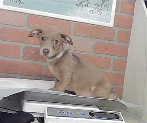 Photo of Carrot, adoptable Chihuahua in Houston, Texas
