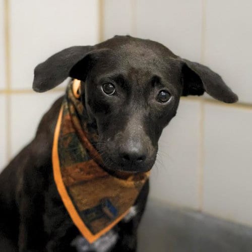 Photo of Judy, adoptable American Staffordshire Terrier in San Antonio, Texas