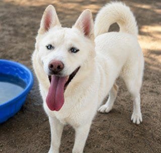 Photo of Max, adoptable Siberian Husky in Thousand Palms, California