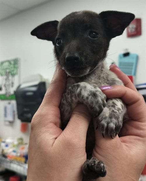 Photo of Capi, adoptable Australian Cattle Dog/Blue Heeler in Albuquerque, New Mexico