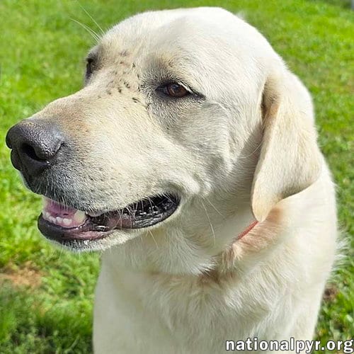 Photo of Hudson in LA - Loves Back Scratches, adoptable Great Pyrenees in Beacon, New York
