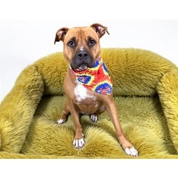Photo of Daisy, adoptable American Staffordshire Terrier Boxer in Ft Lauderdale, Florida