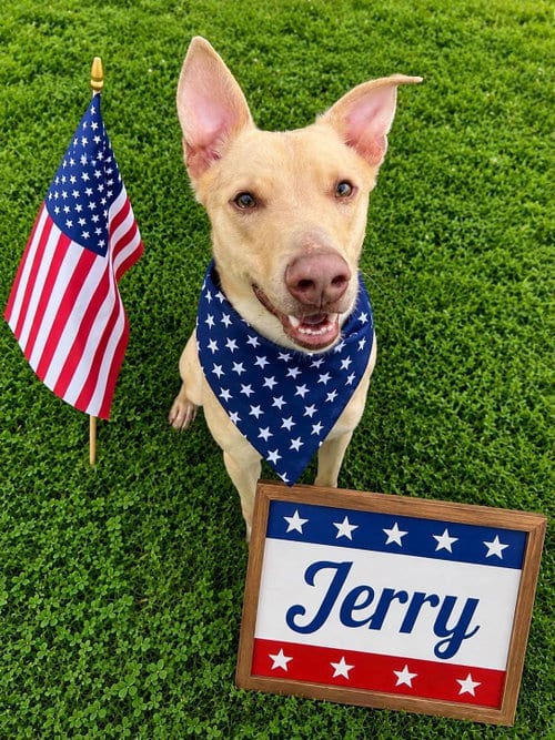 Photo of Pound Dog-Jerry #188265, adoptable Australian Shepherd in Rootstown, Ohio