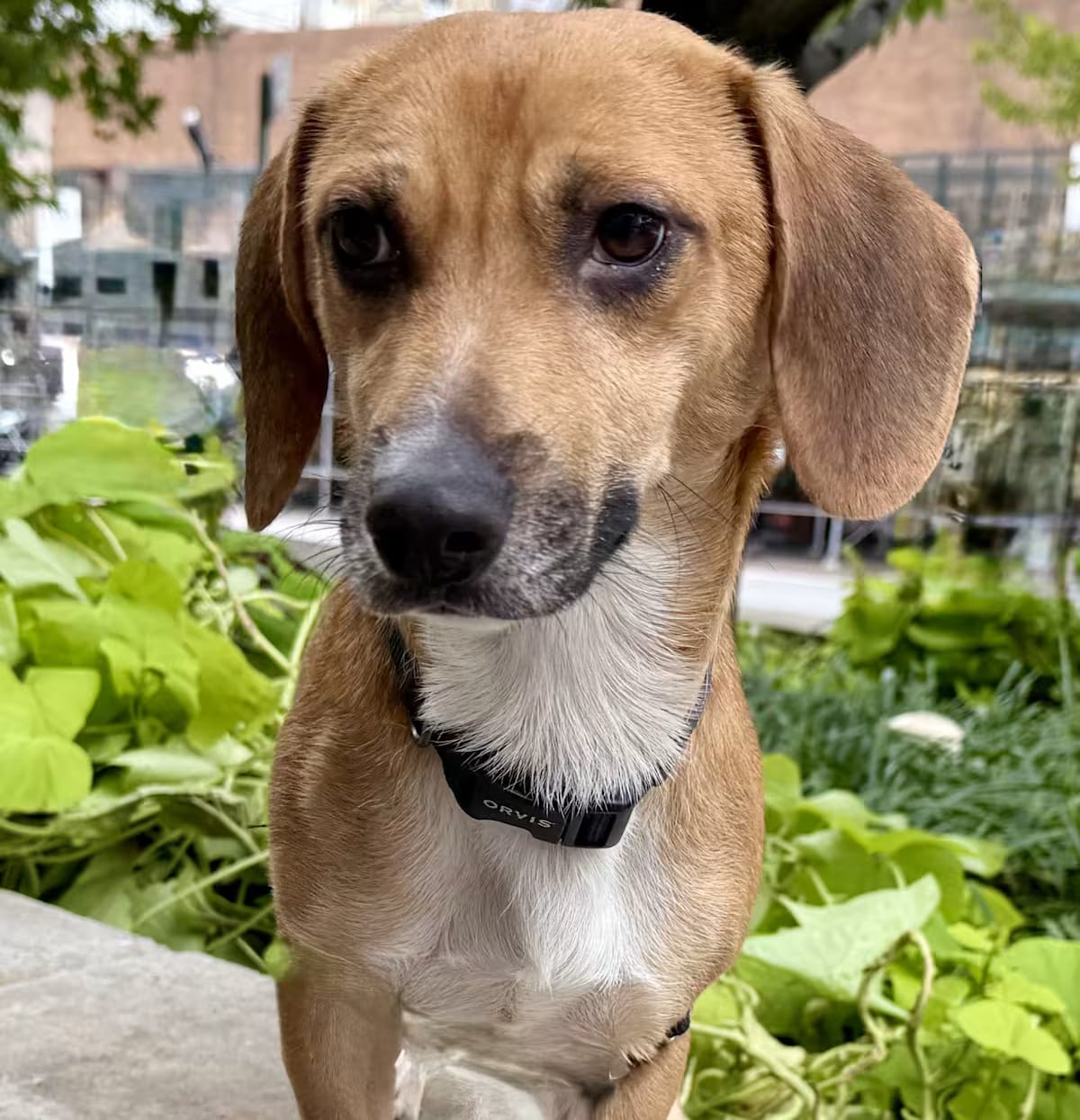 Photo of Benny, adoptable Beagle Chihuahua in New York, New York