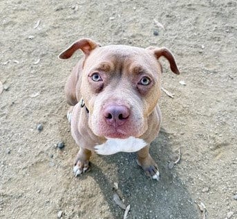 Photo of Princess, adoptable Pit Bull Terrier in Martinez, California