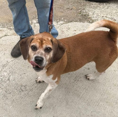 Photo of Chomper, adoptable Beagle in Ashville, Ohio