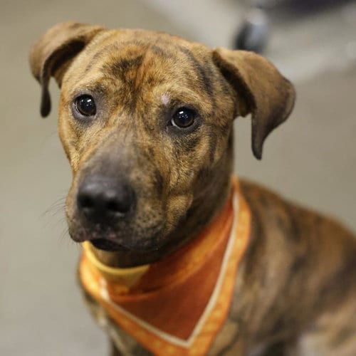 Photo of Roger, adoptable American Staffordshire Terrier in San Antonio, Texas