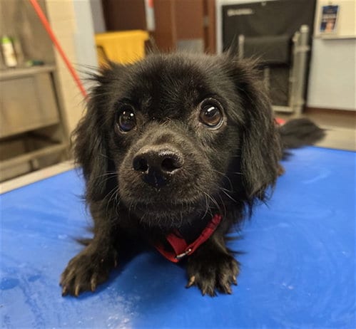 Photo of Ollie, adoptable Chihuahua in Phoenix, Arizona