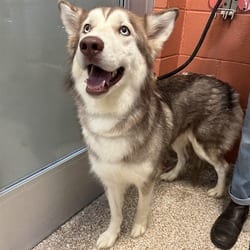Photo of Veronica, adoptable Husky in Pueblo, Colorado