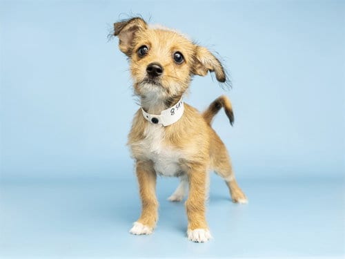 Photo of Rumbo, adoptable Chihuahua in Phoenix, Arizona