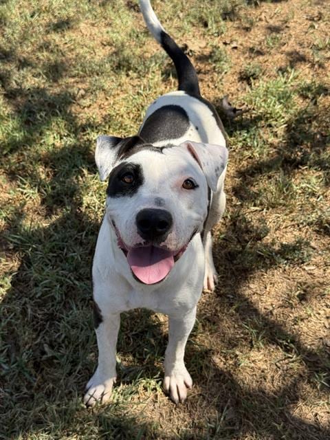 Photo of Spottie, adoptable Pit Bull Terrier in Riverside, California