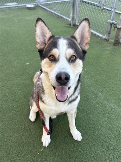 Photo of Koby, adoptable Siberian Husky in Los Angeles, California