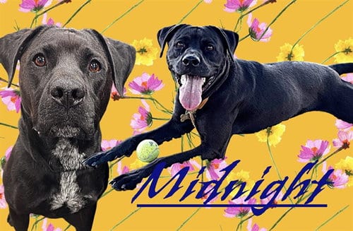 Photo of Midnight, adoptable Cane Corso Mastiff in Albuquerque, New Mexico