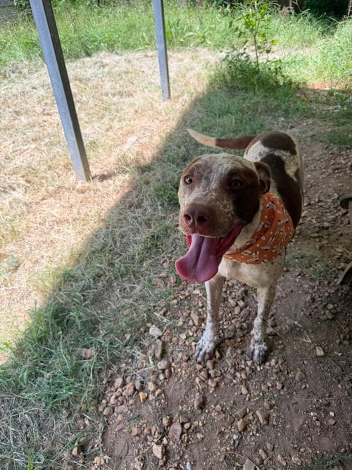 Photo of Warren, adoptable Red Heeler in Jackson, Mississippi