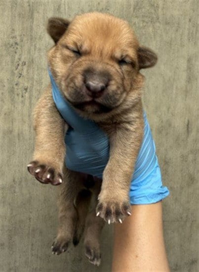 Photo of A596976, adoptable Pit Bull Terrier in San Bernardino, California
