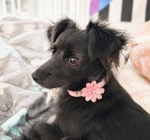 Photo of Wilma Flintstone, adoptable Terrier in Oakley, California