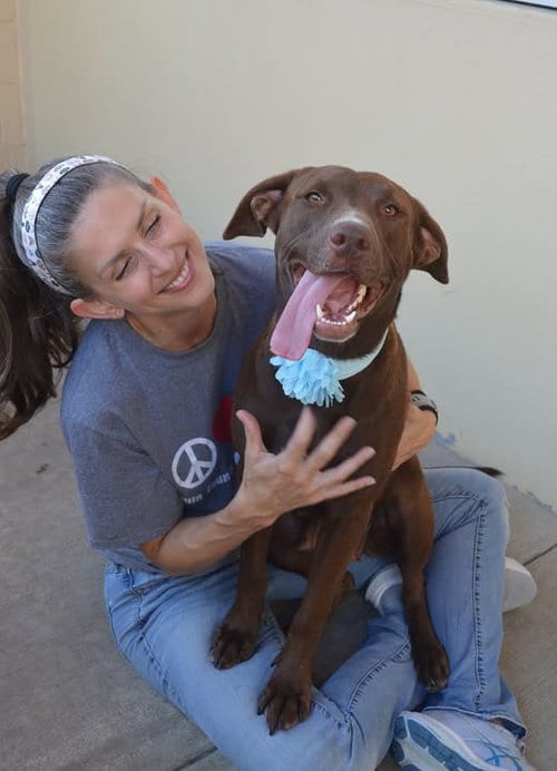 Photo of Mocha, adoptable Labrador Retriever in McKinney, Texas