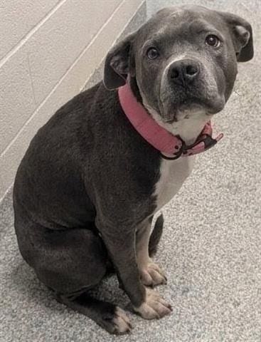 Photo of Girlie, adoptable Pit Bull Terrier in Akron, Ohio