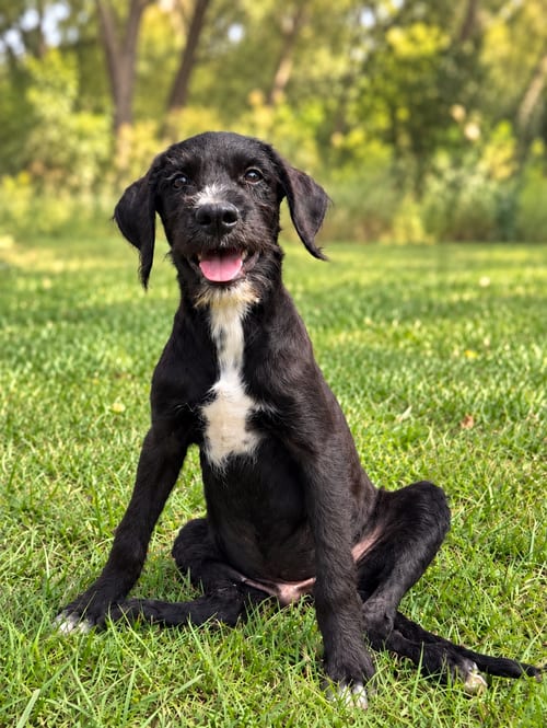 Photo of Caleb, adoptable Labrador Retriever in PIPE CREEK, Texas