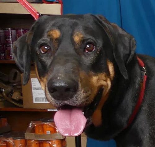 Photo of Andre, adoptable Mastiff in Ukiah, California