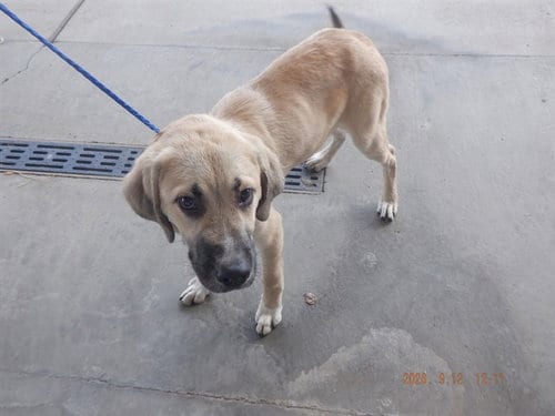 Photo of Butter, adoptable Anatolian Shepherd in Oroville, California