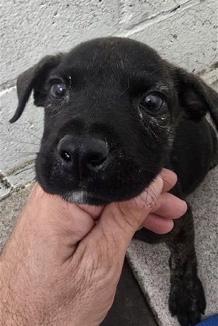 Photo of Anastacia, adoptable Chihuahua in San Bernardino, California